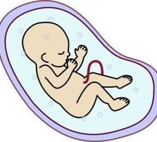 Fetus Clipart