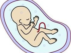 Fetus Clipart